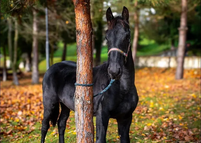 Nad Zalewem -pensjonat, 게스트하우스 3*
