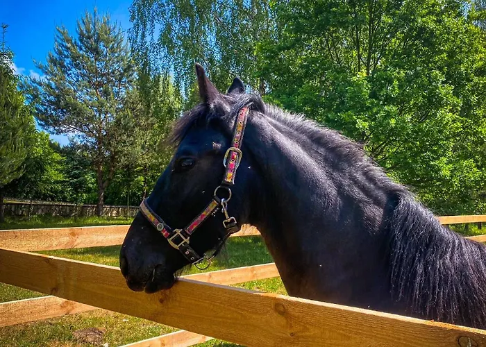בית הארחה Nad Zalewem -pensjonat, Dzibice